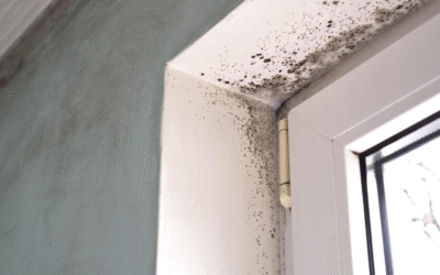 Tampa Mold Problems and How Gutters Protect Your Home